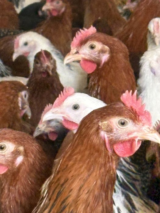 Mlode kokoszki zapraszam