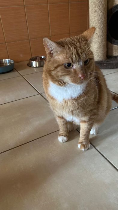 Kocurek około pięć lat