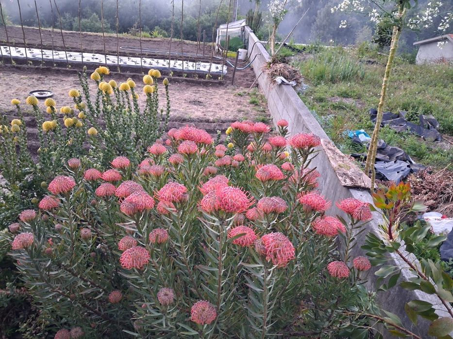 Flores(meia dúzia)