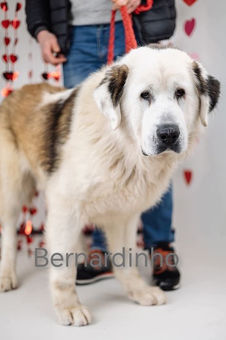 Piękny Bernardyn do adopcji