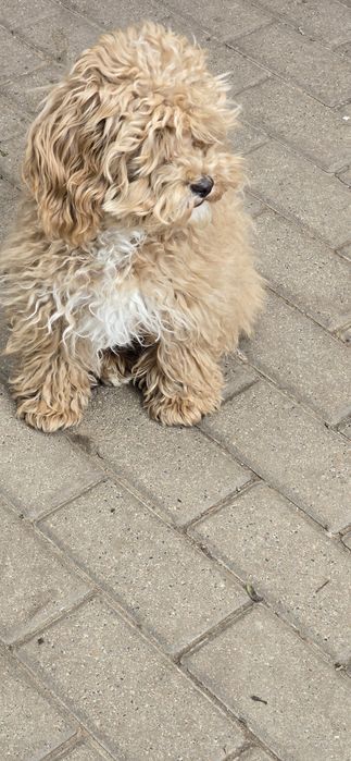 Cavapoo/ dziewczynka