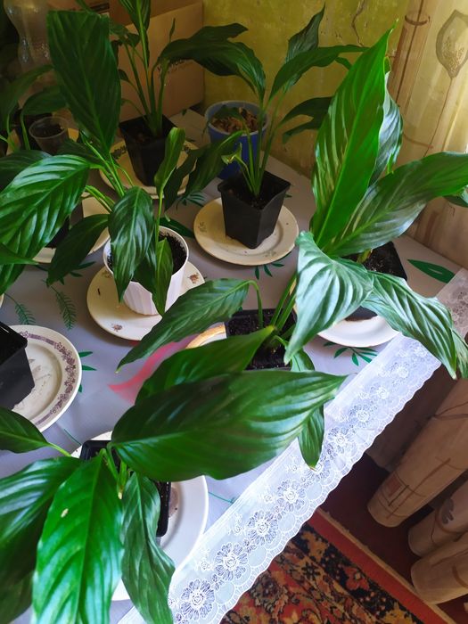 Продам королевские спатифиллумы