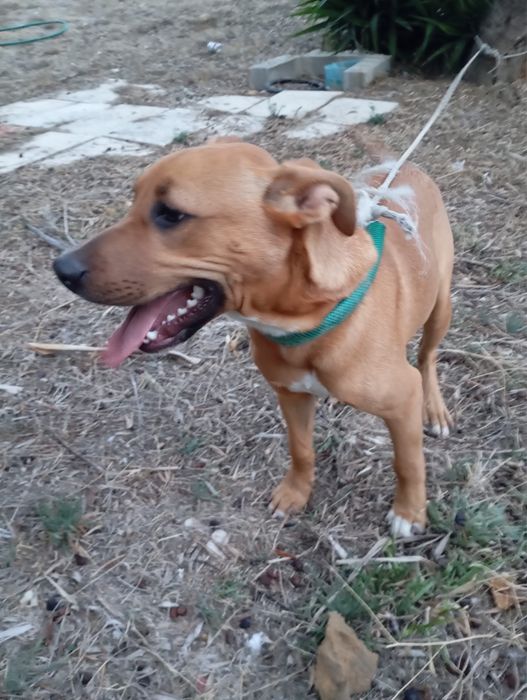 Pitbull macho para adoção (ler descrição)