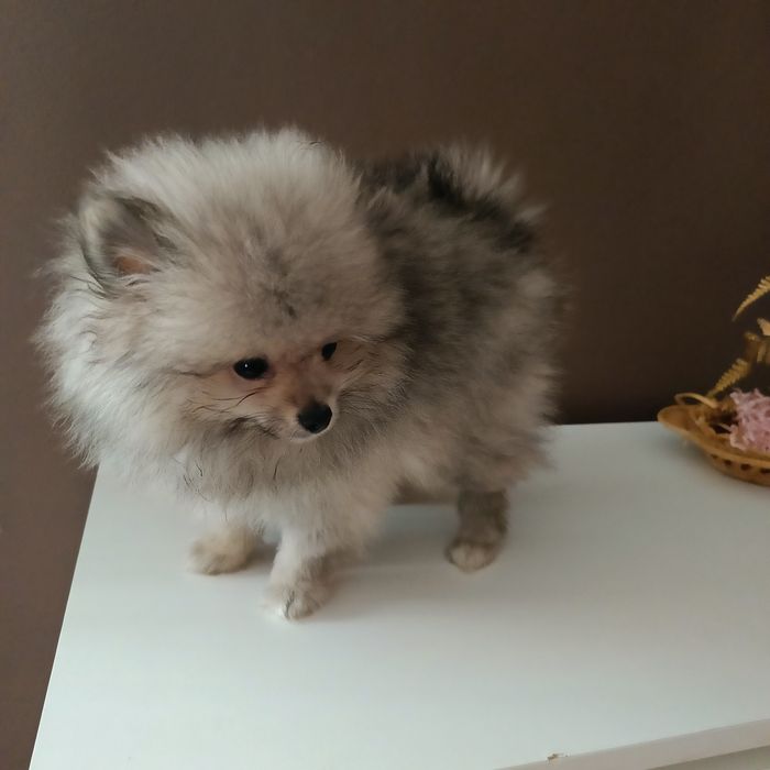 Szpic Miniaturowy blue merle