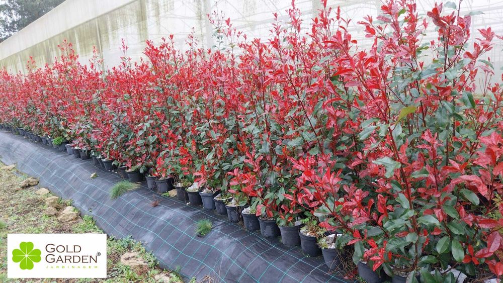 Photínias a Bom Preço!