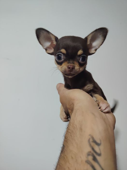 Chihuahua miniatura macho
