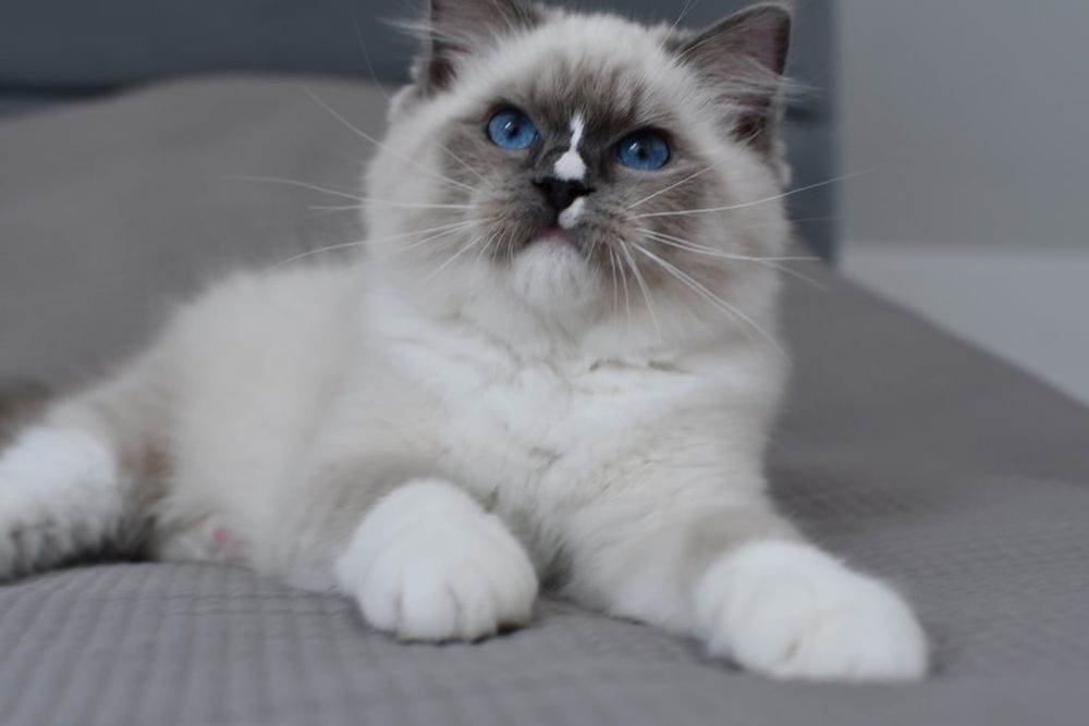 Kocurek kotka ragdoll blue bikolor*rodowód FIFE*wychowane z dzieci