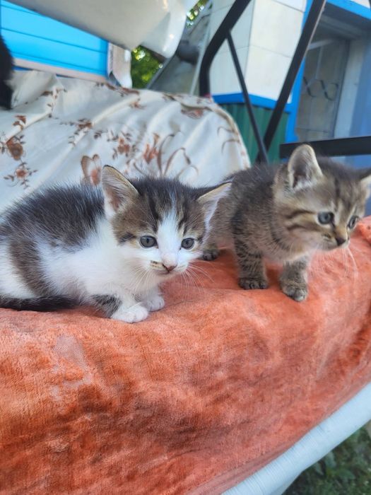 Кошеня хлопчик шукає дім
