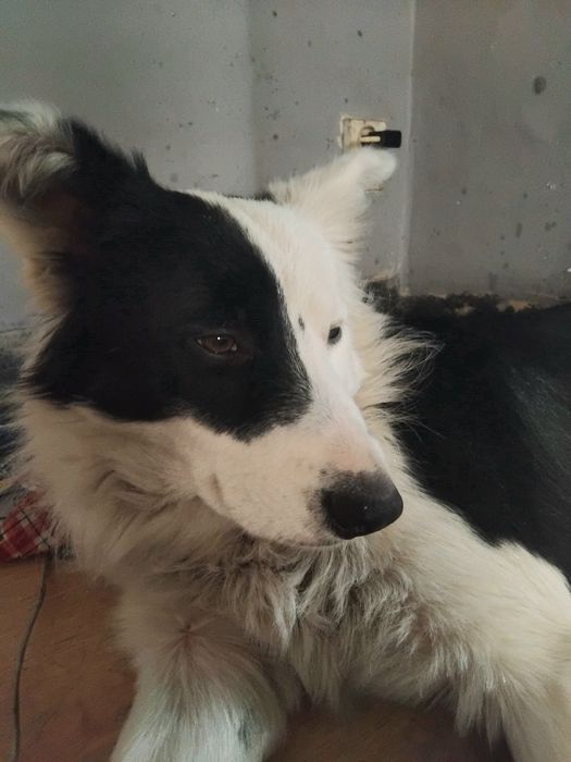 Psie dziecko Bella szuka domu