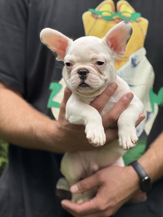 Шикарний білосніжний хлопчик