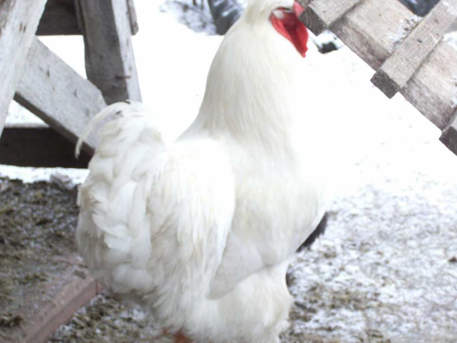 Півень  білий порода султанка 1 рік