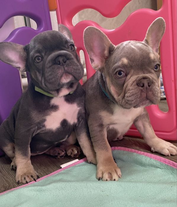 Французький бульдог