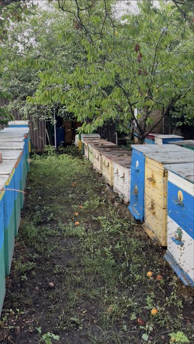 Продам  ТЕРМІНОВО дачу разом з пасікою