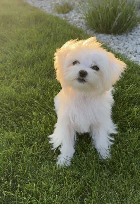 Maltańczyk malutki z wielopokoleniowym rodowodem