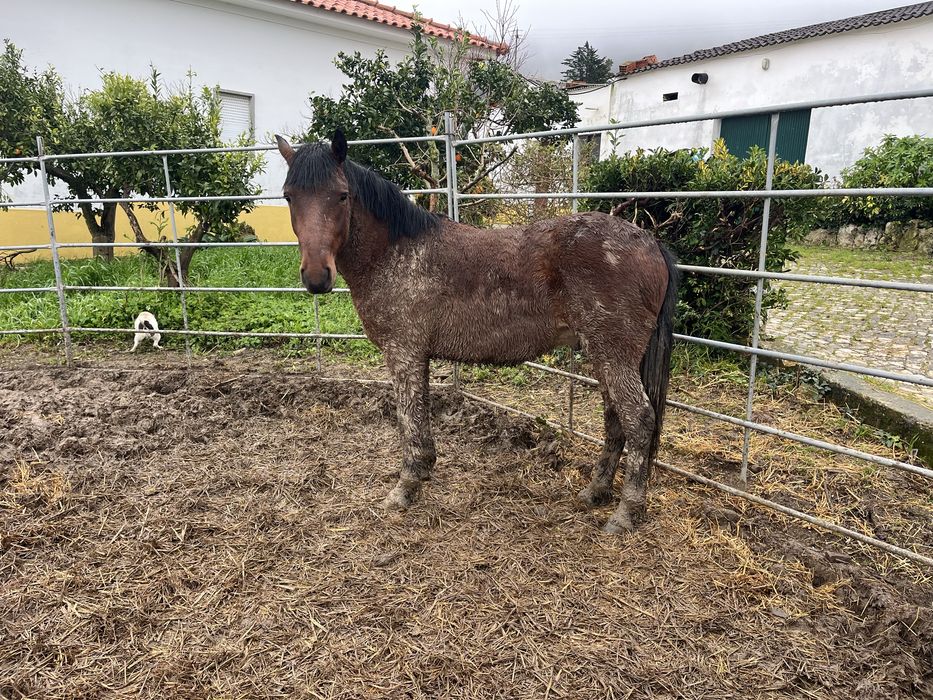 Ponei macho 2.5 anos