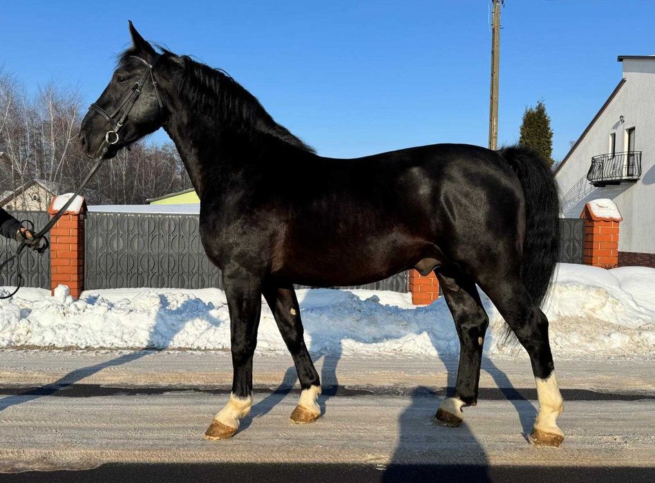 Ogier śląski po NOMENIE  - dotacyjny