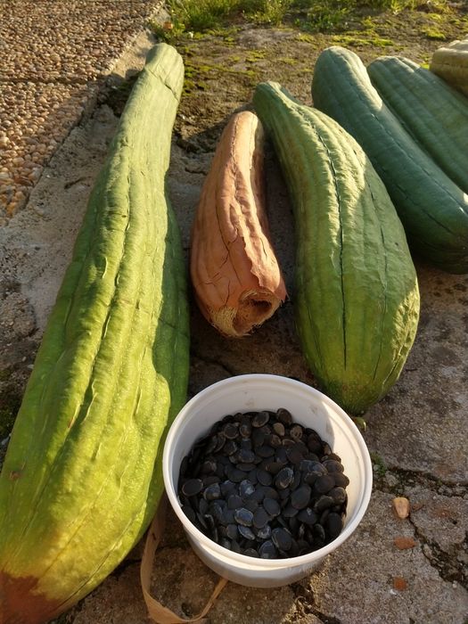 Sementes de Lufa / Luffa