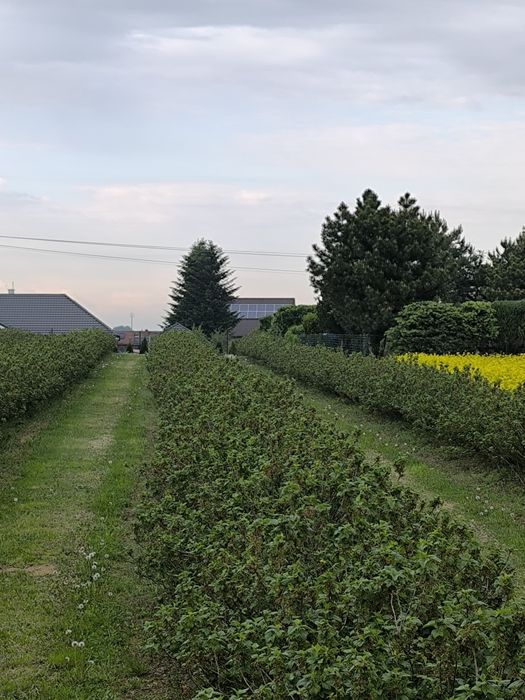 Sprzedam działkę budowlaną 0.3 ha Miłocin
