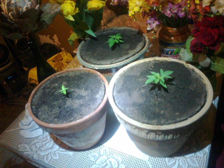 Marihuana CBC Lilac Diesel 1g + Sourdough Kush 1g + Kraken 1g = 3g CBN