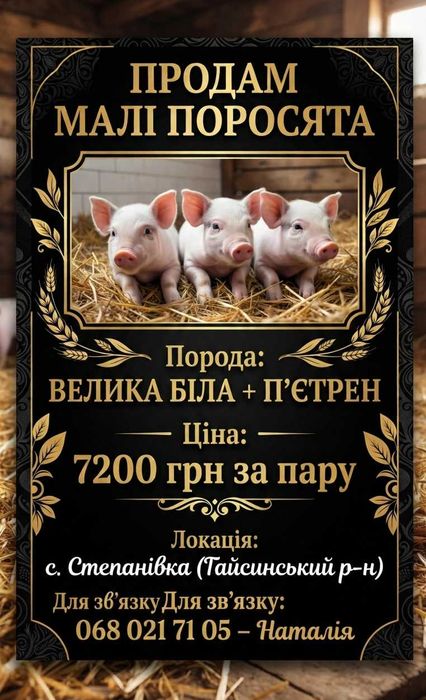 Поросята велика біла + п'єтрен
