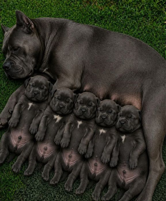 Vip Cane Corso вікрито бронь на цуцеть з документами