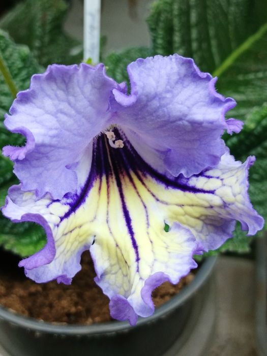 Стрептокарпуси стартери