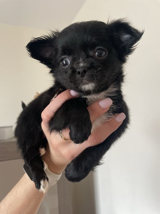 Chihuahua    **śliczna**malutka**dziewczynka**