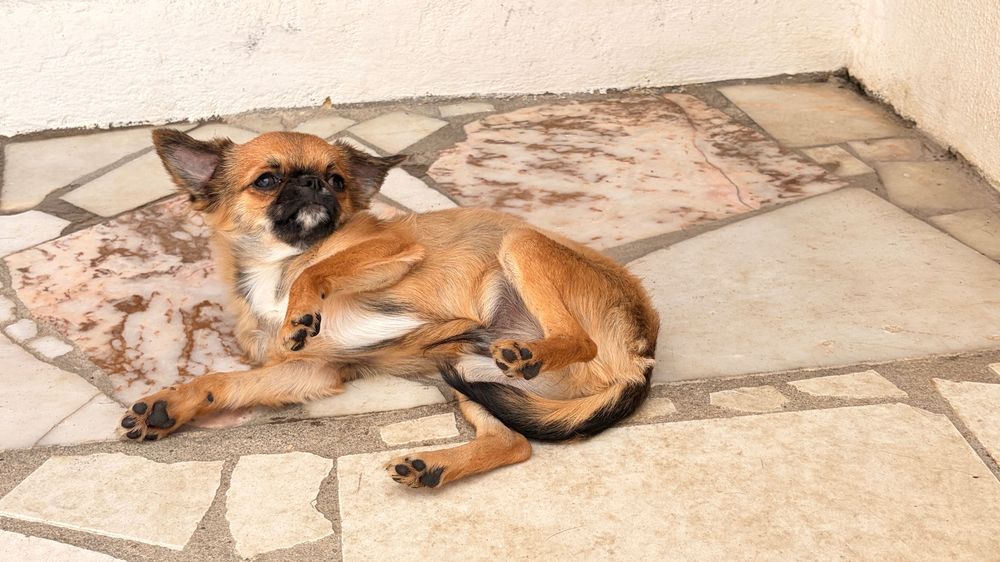 Chihuahua Macho Pelo comprido