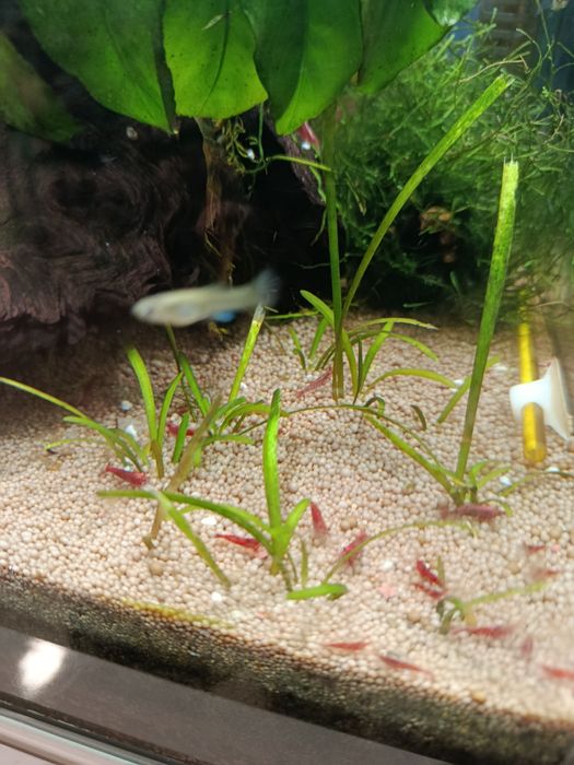 Camarões neocaridinas red