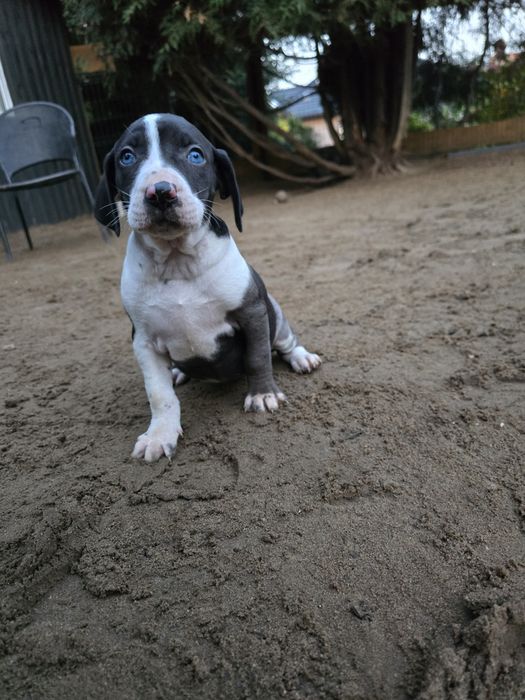 Catahoula Louisiana Leopard Dog merle