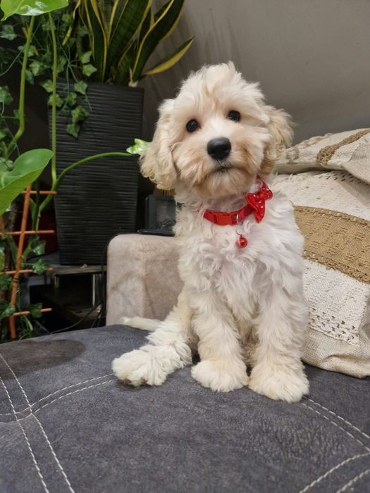 Suczka cockapoo suczka