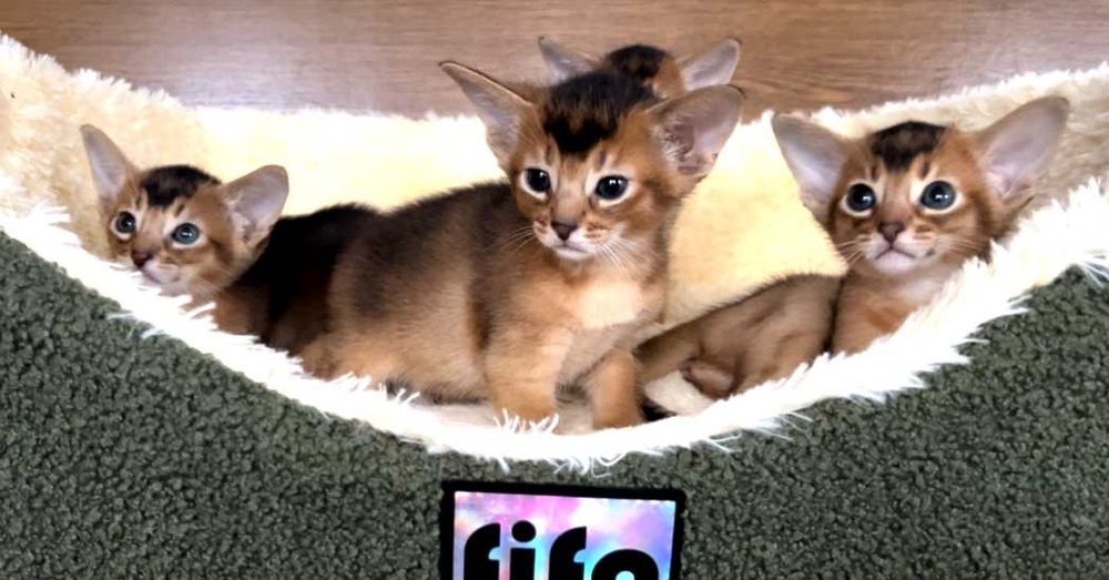 Абіссінські кошенята