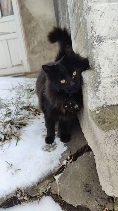 Кошенята, котик, киця, кицюня в добрі руки