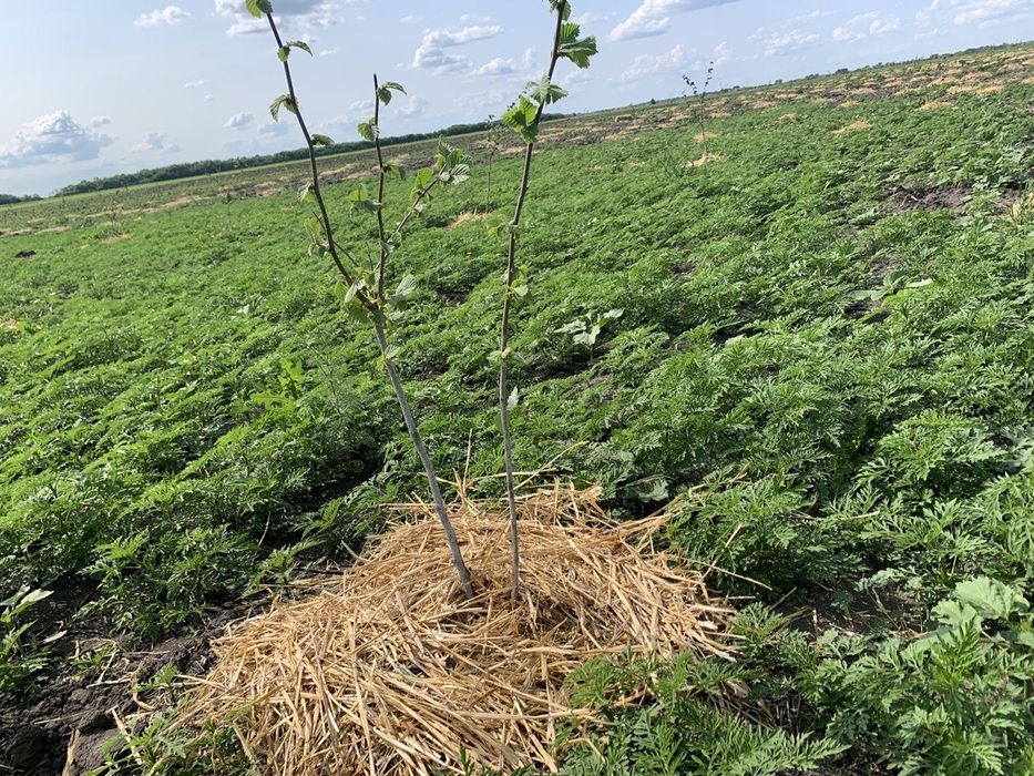 Здам в оренду земемельну ділянку 2 га