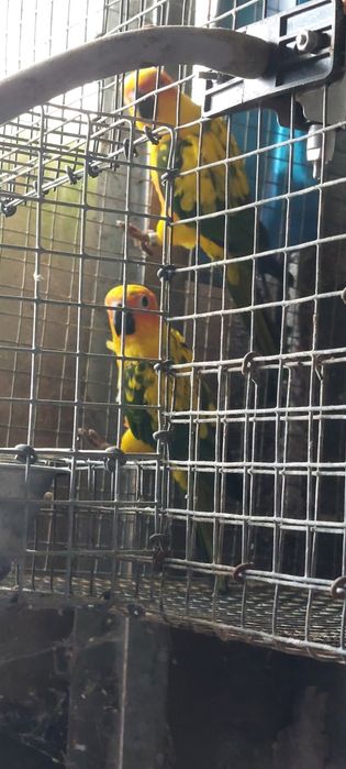 Aratingas criadas à mão.