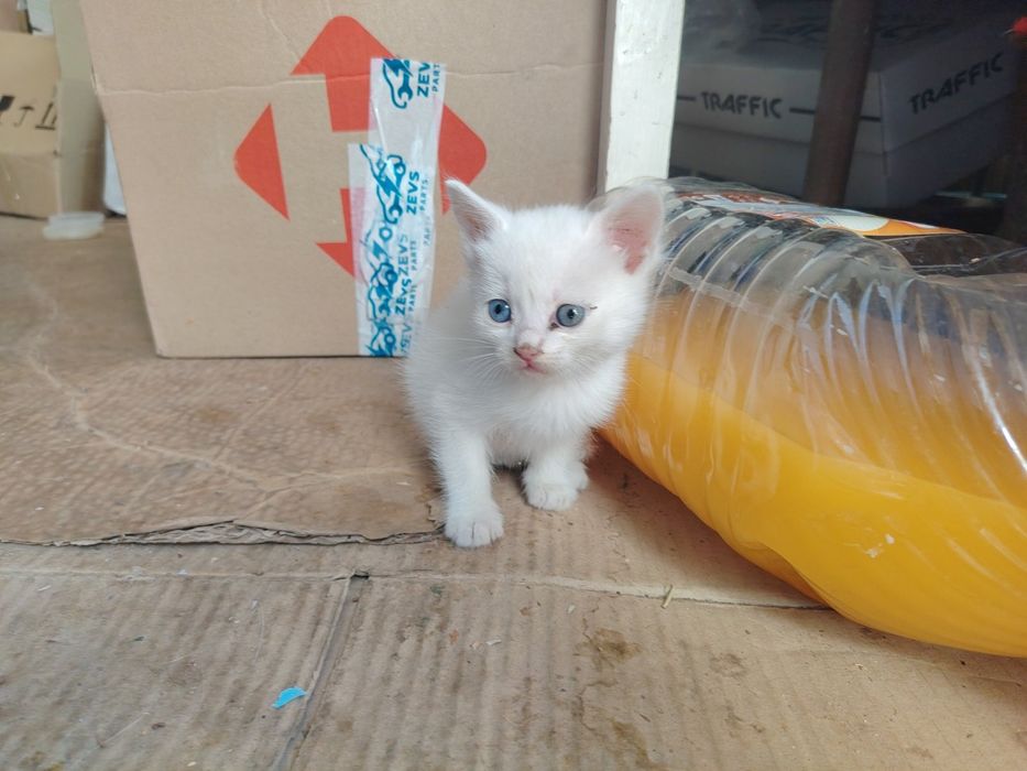 подарую грайливих кошенят