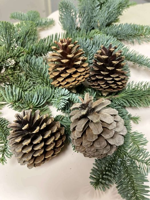 Нобіліс, ель, сосна, ялинка