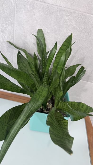 Тещин язин сансевʼєрія великий вазон