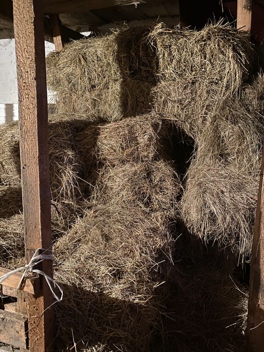 Сіно в тюках/балах