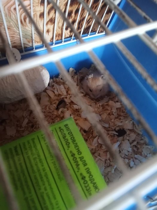 Віддам в добрі руки маля шукає сім'ю .