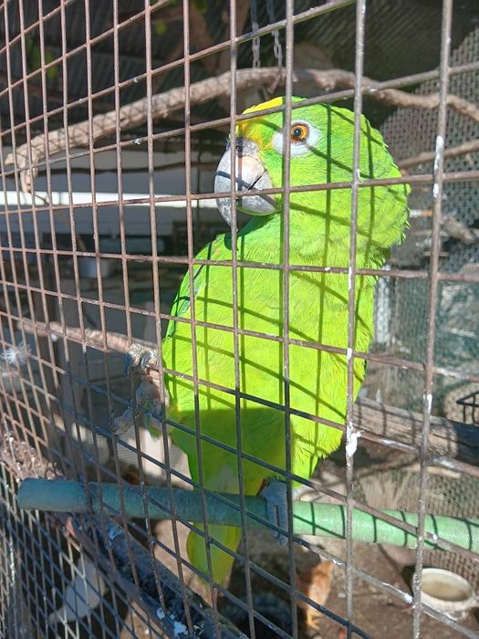 Papagaio ochrocephalo