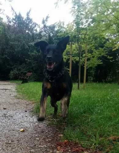 Wspaniały czarny Pinki do adopcji