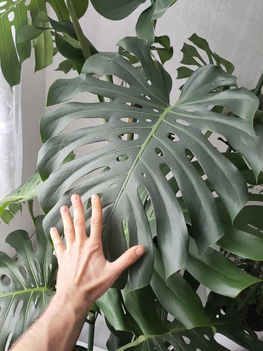 Kwiat monstera 140 cm