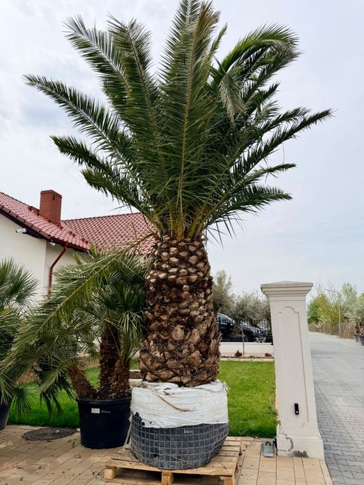 Palma królewska daktylowiec kanaryjski sam Pień 150cm potężny wielki