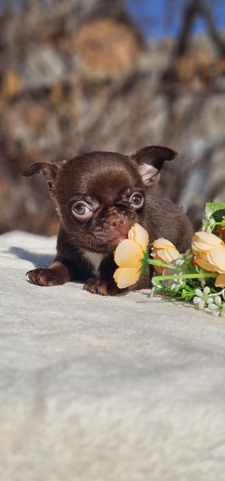 Мальчик чихуахуа КСУ