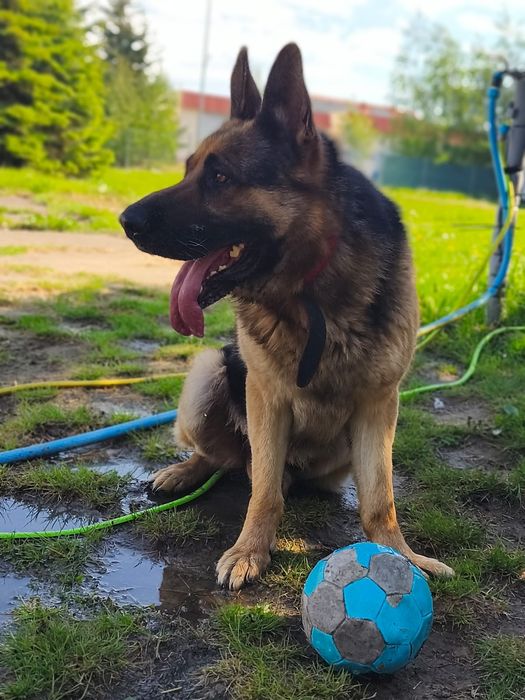 Sułtan w typie owczarka niemieckiego do adopcji