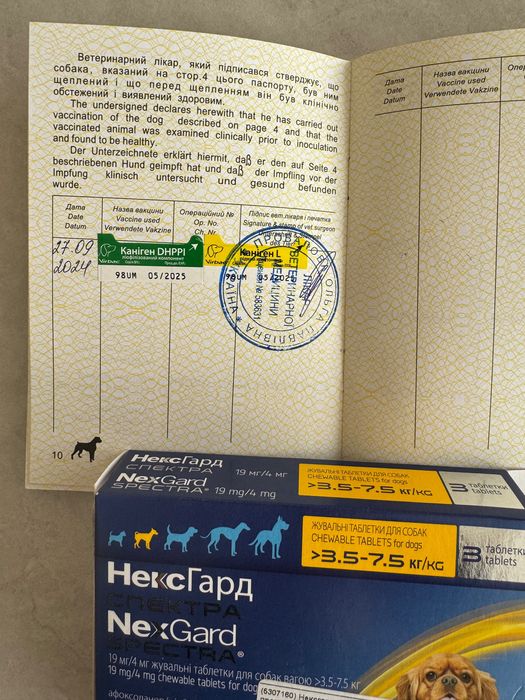 Цуценя в добрі руки