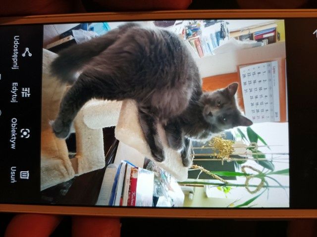 Zaginęła kotka w Niepolomicach