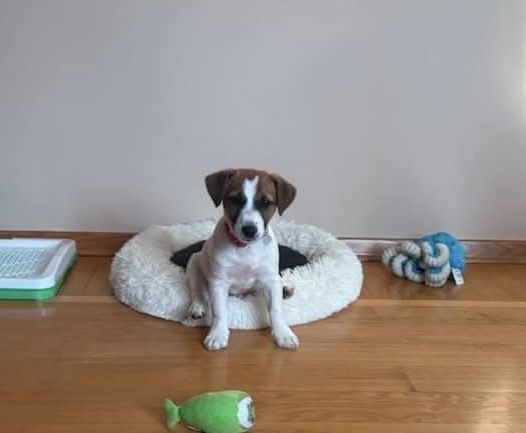Jack Russell Terrier ZKWP/ FCI