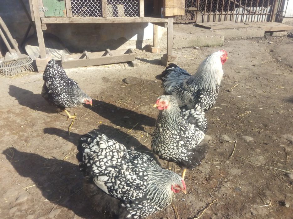 Віандот срібло інкубаційне яйце